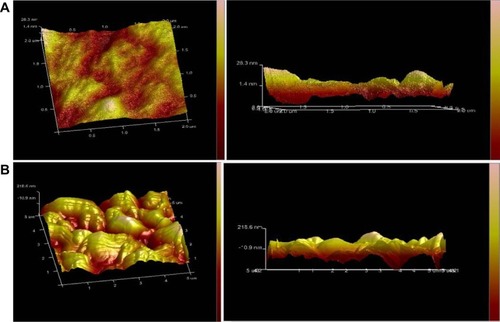 Figure 13 Atomic force microscopy image of HepG2 cells.Notes: Blank HepG2 cells (A); HepG2 cells after treatment with Ost/LDL-NSC-NPs (B).Abbreviations: LDL, low-density lipoprotein; NPs, nanoparticles; NSC, N-succinyl-chitosan; Ost, osthole.