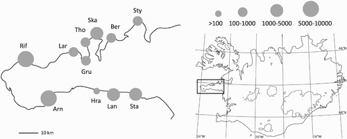Figure 1. Location and approximate size (number of pairs) of Arctic Tern study colonies on Snaefellsnes peninsula and the location of the peninsula in western Iceland (inset). Sty, Stykkisholmur; Ber, Berserkseyri; Ska, Skallabudir; Tho, Thordisarstadir; Gru, Grundafjordur; Lar, Larvadall; Rif, Rif; Arn, Arnarstapi; Hra, Hraunsmuli; Lan, Langaholt; Sta, Stakkhamarsnes.