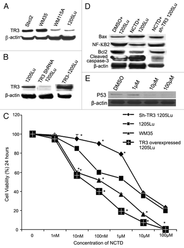 Figure 4. TR3 mediates the effects of NCTD on melanoma cells. (A) TR3 expression in melanoma cells. Radial growth phase (Sbcl2 and WM35) melanoma cells expressed higher levels of TR3 than metastatic (WM115A and 1205Lu) melanoma cells. β-actin was used as a loading control (representative blot from three experiments). (B) TR3 knockdown or overexpression. 1205Lu cells were transfected with TR3 shRNA or overexpression vectors. Protein gel blots were performed to confirm the levels of TR3 expression in these cells. β-actin was used as a loading control (representative blot from three experiments). (C) Effect of NCTD depends on TR3 expression level in melanoma cells. 1205Lu cells with TR3 knockdown, overexpression or control as well as WM35 cells were treated with different concentrations of NCTD for 24 h and cell survival was evaluated using the MTT assay. * Indicates p < 0.05, compared with 1205Lu control cells. (D) NCTD activates TR3 dependent apoptotic pathway. 1205Lu and 1205Lu with TR3 knockdown cells were treated with NCTD or vehicle for 24 h and cell lysates were subjected to protein gel blot with antibodies to Bax, Bcl2, cleaved caspase-3 or NF-κB2. β-actin was used as a loading control (representative blot from three experiments). (E) p53 expression after NCTD treatment. 1205Lu cells were treated with different concentrations of NCTD and then cell lysates were subjected to protein gel blot with an antibody to P53.