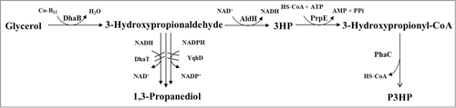 Figure 1. Metabolic pathway and genetic modification strategy for P3HP production by recombinant K. pneumoniae strain from glycerol. DhaB: glycerol dehydratase; AldH: aldehyde dehydrogenase; PrpE: propionyl-CoA synthetase; PhaC: polyhydroxyalkanoate synthetase; DhaT and YqhD: 1,3-propanediol oxidoreductases.