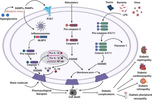 Figure 3 Summary of the pyroptosis in the development of diabetic complications and its therapeutic implications.