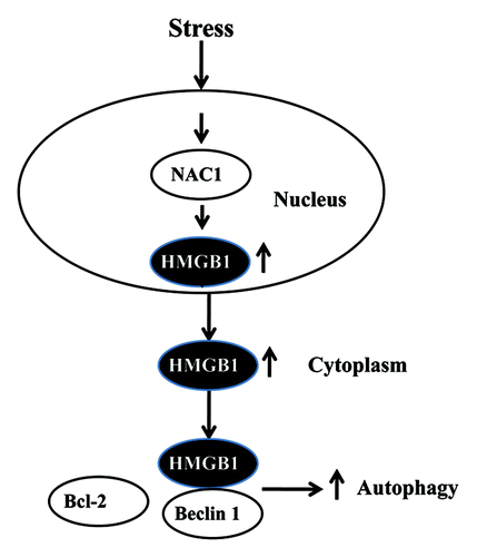 Figure 1. Regulation of autophagy by the NAC1-HMGB1 pathway. Under stress conditions, NAC1 increases the expression, cytosolic translocation, and release of HMGB1; in the cytoplasm, HMGB1 disrupts the binding of Beclin 1 with Bcl-2. Association of HMGB1 with Beclin 1 promotes autophagy activity.