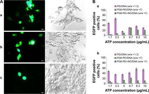 Figure 8 Inhibition of extracellular ATP on transgene activity of PG6-PEI-INO.Notes: (A) The 293T cells were treated with (a) PEI25k/pEGFP-C1 (w/w =1.3), (b) PG6-PEI/pEGFP-C1 (w/w =7), and (c) PG6-PEI-INO 3/pEGFP-C1 (w/w =7) for 96 hours, respectively. Extracellular ATP was used at 1.7 μg per mL culture medium. Scale bar: 10 μm. (B) EGFP-positive 293T cell ratios mediated by polymers/DNA/ATP. Plasmid DNA (pEGFP-C1) was used at 1.3 μg per mL culture medium. The cells were treated with the polymers/DNA/ATP for 44 hours (a) and 96 hours (b), respectively.Abbreviations: ATP, adenosine triphosphate; INO, myo-inositol; PEI, polyethylenimine; PG6, polyglycerol.