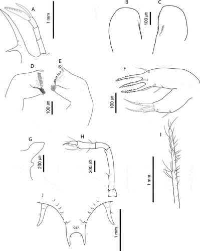 Figure 4. Chelarctus aureus (Holthuis, Citation1963), stage VI. A, antenna and antennule; B, C, left and right paragnaths (ventral view); D, E, left and right mandibles (dorsal view); F, maxillule; G, maxilla and first maxilliped; H, second maxilliped; I, third maxilliped (distal part); J, pleon and fifth pereiopod (ventral view). Scale bars: A, J and I = 1 m; B–F = 100 µm; G, H = 200 µm.