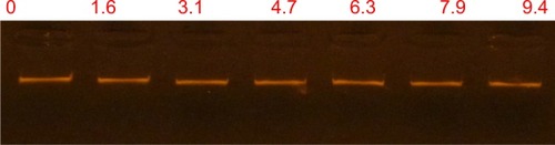 Figure 4 Gel retardation assay.Notes: Various amounts of peptides were incubated with 0.479 µg of Escherichia coli genomic DNA at room temperature for 10 minutes, after 2 µL of loading dye was added and samples were applied to 1.5% agarose gel electrophoresis. The weight ratio (peptide/DNA) was indicated above each lane.