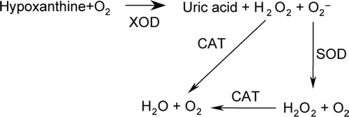 Scheme 1 Relationship between xanthine oxidase (XOD), superoxide dismutase (SOD), catalase (CAT), superoxide radical (O2−), and hydrogen peroxide (H2O2).