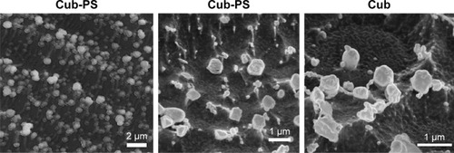 Figure 2 Cryo-FESEM micrographs of Cub and Cub-PS.Abbreviations: Cub-PS, cubosome-polysaccharide nanoparticles; cryo-FESEM, cryo-field emission scanning electron microscopy.