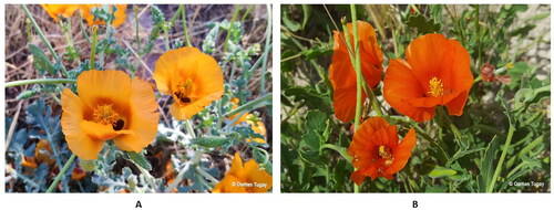 Figure 1. Images of some Glaucium species. A: Glaucium grandiflorum subsp. refractum var. torquatum (Aslan Citation2012); B: Glaucium corniculatum var. corniculatum.