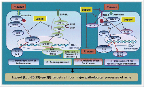 Figure 1. Possible therapeutic mechanisms of lupeol on pathogenetic factors of acne (from Figure 5 h of reference Citation4. © Elsevier. Reproduced by permission of Elsevier. Permission to reuse must be obtained from the rightsholder.