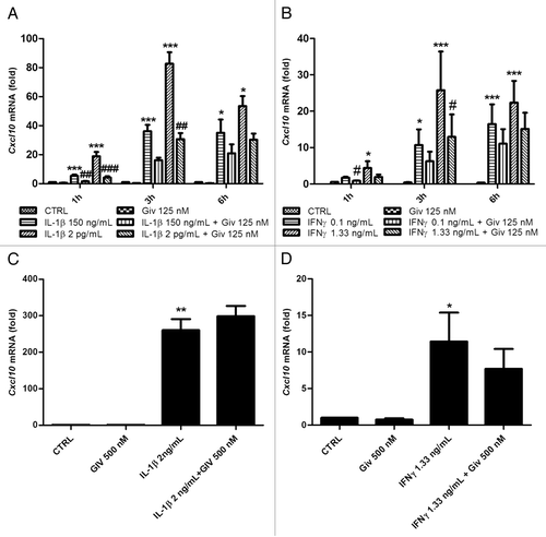 Figure 3. IFNγ and IL-1β both induce Cxcl10 mRNA in INS-1 cells and rat islets, and KDAC inhibition decreases Cxcl10 mRNA production in INS-1 cells. (A) INS-1 cells (2.5 × 106 per well) were preincubated with 125 nM givinostat or vehicle for 1 h and then exposed to 150 pg/mL or 2 ng/mL IL-1 β for 1–6 h, (B) INS-1 cells (2.5 × 106 /mL per well) were preincubated with 125 nM givinostat or vehicle for 1 h and then exposed to 0.1 ng/mL or 1.33 ng/mL IFNγ for 1–6 h, (C) Rat islets (150 per well) were preincubated with 500 nM givinostat for 1 h and then exposed to 2 ng/mL IL-1β for 3 h (D) Rat islets (150 per well) were preincubated with 500 nM givinostat for 1 h and then exposed to 1.33 ng/mL IFNγ for 3 h. Total RNA was isolated and cDNA generated by reverse transcription, followed by real time PCR quantification using the 2−ΔΔct method. n = 6, means +SEM. ANOVA with Tukey’s post hoc correction (A and B) Kruskal-Wallis ANOVA on ranks followed by Student-Newman-Keuls multiple comparison test (C and D). Significance levels: *p < 0.05; **p < 0.01; ***p < 0.001 (cytokines vs. control); #p < 0.05; ##p < 0.01; ###p < 0.001 (cytokines vs. cytokines + givinostat).