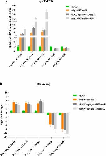 Figure 7. qPCR validation of diverse circRNA enrichment methods. (a) qPCR validation of five differentially expressed circRNAs in four diverse circRNA enrichment methods. (b) The RNA-seq result of five differentially expressed circRNAs by using four diverse circRNA enrichment methods. Data are shown as means ± SEM.