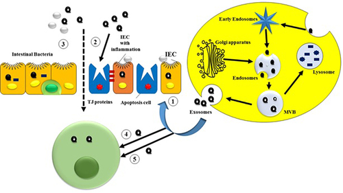 Figure 1 Inward budding of the cell membrane forms early endosomes. Exosomes are produced from endosomes via inward budding of the multi-vesicular bodies (MVBs) membrane, incorporating nucleic acids, proteins, and lipids. Finally, exosomes are released into the extracellular environment through exocytosis. ➀ Exosomes from serum and saliva as novel biomarkers of IBD; ➁ Exosomes from colon cancer cells, IECs, and platelets maintain TJ barrier function; ➂ Exosomes from DCs influence the intestinal microbiota profile via heat shock proteins; ➃ IEC-derived exosomes fuse with DC membranes to induce immune tolerance; ➄ Colitis serum or treated DC exosomes regulate immune cell proliferation through MAPK, NF-κB, and other inflammatory pathways.