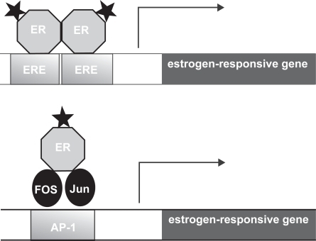Figure 3 Models of estrogen action at a classical estrogen response element (ERE) and an ER-dependent AP-1 response element. The stars represent the ligand bound to the estrogen receptor (ER). In the classical mode of action activated ERs bind as dimers to the ERE which is comprised of 2 inverted hexanucleotide repeats, and activates gene transcription. In a different mode of action, the ligand activated ER can mediate gene transcription via an AP-1 enhancer element that requires the AP-1 transcription factors Fos and Jun for transcriptional activation. The difference between the actions of the SERMs tamoxifen and raloxifene are due to their ability/inability to activate these pathways. Tamoxifen inhibits the transcription of genes regulated by the classical ERE, but activates the transcription of genes regulated by an AP-1 element. In contrast raloxifene does not have the ability to activate AP-1. Therefore there are numerous combinations by which SERMS can modulate the estrogen receptor in a tissue-specific manner.