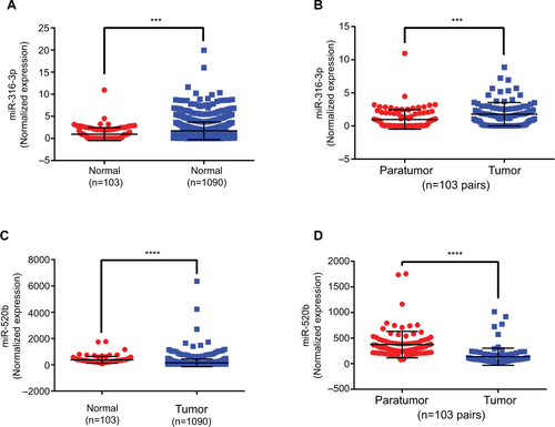 Figure S2 Abnormal expression of miR-3136-3p and miR-520b in breast cancer based on TCGA database. (A) The miR-3136-3p expression in tumor tissues was compared with normal tissues; (B) the miR-3136-3p expression in tumor tissues was compared with matched adjacent normal tissues; (C) the miR-520b expression in tumor tissues was compared with normal tissues; and (D) the miR-520b expression in tumor tissues was compared with matched adjacent normal tissues. ***P<0.001; ****P<0.0001. Error bars represent SD.Abbreviation: TCGA, the cancer genome atlas.