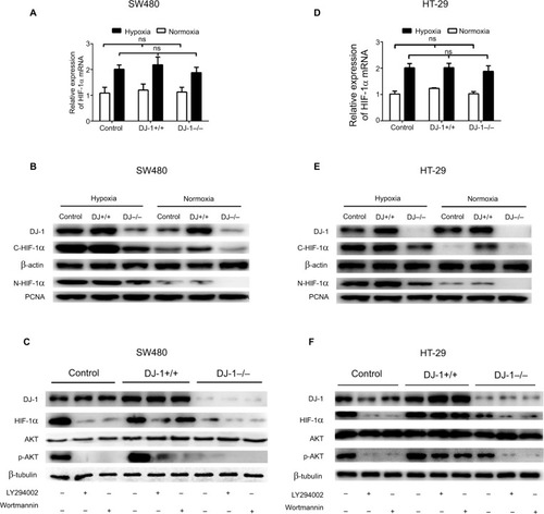 Figure 3 Effects of DJ-1 knockdown and overexpression on HIF-1α expression and AKT phosphorylation.Notes: Parental SW480/HT-29, SW480/HT-29-DJ-1–/–, and SW480/HT-29-DJ-1+/+ cells in six-well plates were cultured under either normoxic (21% O2) or hypoxic (2% O2, 12 hours) conditions. mRNA levels of HIF-1α were determined by RT-PCR. Protein levels of DJ-1, HIF-1α, AKT, and p-AKT were determined by Western blot. (A, D) The mRNA expression levels of HIF-1α in parental SW480/HT-29, SW480/HT-29-DJ-1–/–, and SW480/HT-29-DJ-1+/+ cells. Data shown are the mean fold induction ± SD of mRNA compared to base expression as determined using control SW480/HT-29 cells. (B, E) The protein levels of C-HIF-1α (cytoplasm) and N-HIF-1α (nucleus) in parental SW480, SW480/HT-29-DJ-1–/–, and SW480/HT-29-DJ-1+/+ cells. (C, F) Parental SW480/HT-29, SW480/HT-29-DJ-1–/–, and SW480/HT-29-DJ-1+/+cells were treated separately with the PI3K inhibitor LY294002 (10 µM) or wortmannin (100 nM) in hypoxic condition, and cells were collected and analyzed by immunoblotting after 12 hours. The experiments were repeated three times.Abbreviations: HIF-1α, hypoxia-inducible factor-1α; p-AKT, phospho-AKT; PI3K, phosphatidylinositol 3-kinase; ns, no significant statistical difference; RT-PCR, reverse transcription-PCR; PCNA, proliferating cell nuclear antigen.