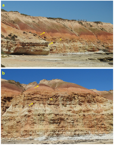 Figure 9. Views of the liquefaction deformation interval (X) in the cliff section south of the Onkaparinga River mouth, southern Noarlunga Embayment. The unconformity marking the top of the Late Eocene Blanche Point Formation and the base of the Robinson Point Formation is indicated by the lower arrow, while the upper arrow indicates the base of the Neva Clay Member of the Ngaltinga Formation. A white carbonate blanket is at the top of the section.
