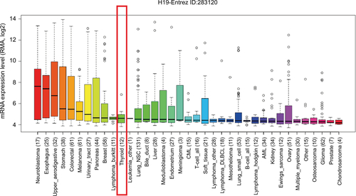 Figure S2 The RNA expression level of H19 in thyroid cancer cells ranked eleventh highest in a variety of cancer cell lines from Cancer Cell Line Encyclopedia analysis (shown in red frame).Abbreviations: RMA, return material authorization; CML, chronic myelocytic leukemia; AML, acute myelocytic leukemia; NSC, non-small cell.