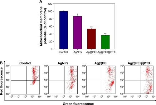 Figure 3 Depletion of mitochondrial membrane potential induced by AgNPs, Ag@PEI, and Ag@PEI@PTX.Notes: (A) The percentage of mitochondrial membrane potential. (B) Mitochondrial membrane potential of HepG2 exposed to AgNPs, Ag@PEI, and Ag@PEI@PTX. Bars with different characters are statistically different at P<0.05 (*) or P<0.01 (**) level.Abbreviations: AgNPs, silver nanoparticles; PEI, polyethylenimine; PTX, paclitaxel.
