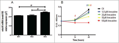Figure 2. The M2 agonist Arecaidine inhibits in vitro cell proliferation of T24. (A) M1, M2 and M3 mRNA expression levels in T24 cell line. (B) MTS assay of T24 cell viability in absence (control) or in presence of (12.5, 25, 50, 100 μM) for 24 and 48 hrs. Cell survival was significantly decreased after both 24 and 48 hrs of treatment with 100 μM in presence of Arecaidine as well as at 48 hrs at lower concentrations. #P < 0.001. Ctl, control. O.D., optical density.