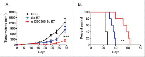 Figure 4. DC targeting tumor vaccine can efficiently inhibit tumor growth. (A) and (B) C57BL/6 mice were inoculated with 5 × 104 TC-1 cells subcutaneously at right flank. Nine and fourteen days later, mice were injected with 120 pmol Sc-E7 or αDEC205-Sc-E7, respectively. CpG & Poly I:C were used as adjuvant as before. The tumor size was monitored. The growth curve is shown in panel A and the survival curve is shown in panel B. (n = 5–6). **p < 0.01, ***p < 0.001.