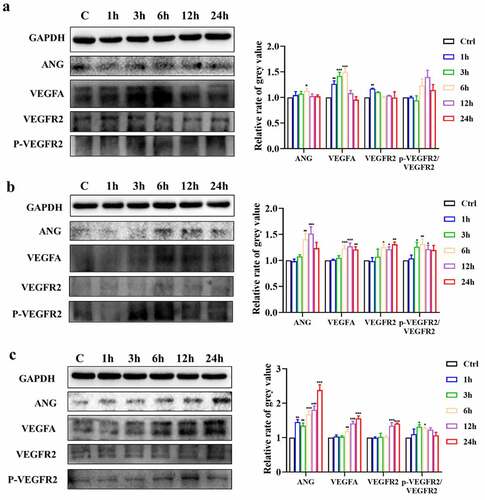 Figure 4. ICA promotes protein expression of angiogenetic indicators. The relative protein expression level of ANG, VEGFA, VEGFR2 and p-VEGFR2/VEGFR2 of group (a)2.5 μM, (b)5 μM and (c)10 μM were measured by Western blotting and quantitation