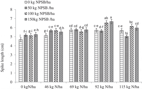 Figure 4. Interaction effect of blended NPSB and N fertilizers on spike length of durum wheat combined in 2017–2019. f–i = fghi; e–h = efgh, etc.