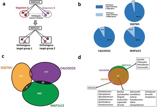 Figure 1. Genera and protein specificities of the autophagy receptors SQSTM1/p62, CALCOCO2/NDP52 and the autophagy adaptor protein MAP1LC3/LC3. (a) Definition of orthologous target groups. Orthologous targets are defined as the set of orthologous proteins which share sequence homology with each other and recognized as substrates by a particular autophagy targeting protein. (b) Number of orthologous target proteins of SQSTM1/p62, CALCOCO2/NDP52 and MAP1LC3/LC3 in single and multiple pathogen genera. (c) Comparison of bacterial proteins targeted by SQSTM1/p62, CALCOCO2/NDP52 and MAP1LC3/LC3 indicating that targeting of bacterial proteins by autophagy is mostly complementary. (d) Comparison of the studied bacterial genera targeted by SQSTM1/p62, CALCOCO2/NDP52 and MAP1LC3/LC3 showing a high overlap, which may promote efficient pathogen surveillance.