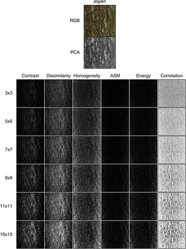Figure 2. RGB visualization of the reflectance data cube for a stem bark sample of European aspen (top image), 8-bit quantization of the same reflectance data cube with PCA and min-max scaling (second image from top), and the six Haralick texture images (Contrast, Dissimilarity, Homogeneity, ASM, Energy, and Correlation) calculated from the PCA image with six different moving window sizes (3 × 3, 5 × 5, 7 × 7, 9 × 9, 11 × 11, and 15 × 15).