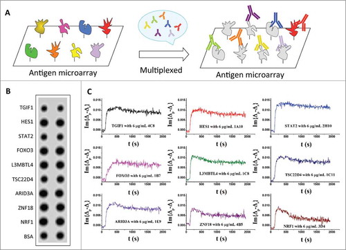 Figure 2. Multiplexed avidity measurement of mono-specific MAbs. (A) Design of the multiplexed avidity measurement. Nine different antigens were spotted to form the protein microarray. After blocking, 9 of their corresponding mono-specific mAbs were mixed at 3 different concentrations and pumped into the reaction chamber to obtain their individual binding kinetics. (B) OIRD image of spotted 9 antigens. (C) OIRD sensorgrams of 9 antigen-antibody interactions obtained simultaneously in a single reaction chamber.