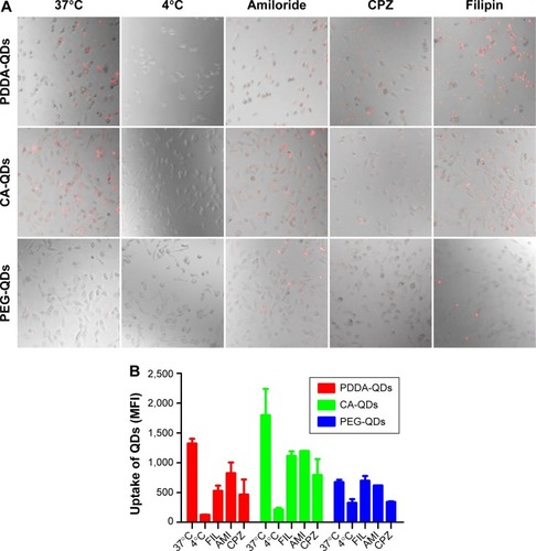 Figure 2 The uptake pathways of different charged QDs in MDA-MB-231 cells.Notes: The effects of temperature and endocytosis inhibitors on the cellular uptake of QDs were analyzed by confocal fluorescence microscopy (A; 200× magnification) and flow cytometry (B), respectively. MDA-MB-231 Cells were either preincubated at 4°C for 1 hour, followed by incubation with different QDs at 4°C for 2 hours; or pretreated with different endocytosis inhibitors such as amiloride (50 mM), chlorpromazine (CPZ, 10 mg/mL) and filipin III (1 mg/mL) at 37°C for 1 hour, followed by incubation with different QDs at 37°C for 2 hours.Abbreviations: AMI, amiloride; CA, carboxylic acid; FIL, filipin; PDDA, polydiallydimethylammounium chloride; PEG, polyethylene glycol; QDs, quantum dots.