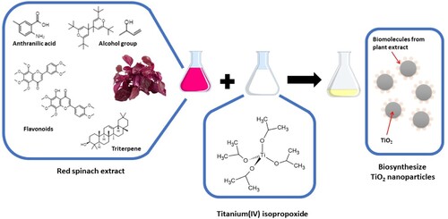 Figure 5. Mechanism of formation green synthesis TiO2 NPs with red spinach leaf extract.