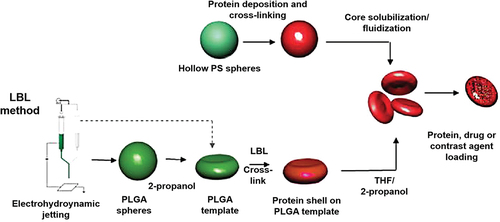 Figure 6. Fabrication process of RBC-mimicking micro-sized AOCs from PS template by LbL method, adapted with permission from [Citation94]. Copyright 2009 National Academy of Science.