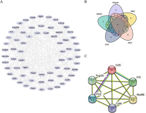 Figure 5 Protein–Protein Interaction Network. (A) PPI network of FIRDEGs. (B) Venn maps of common genes of the top 15 FIRDEGs were selected using five algorithms: MCC, MNC, EPC, Degree and DMNC. (C) PPI network of the six hub genes.