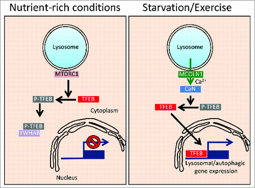 Figure 1. Model of TFEB regulation by lysosomal calcium. In nutrient-rich conditions TFEB is phosphorylated by MTOR in the lysosome and sequestered in the cytoplasm by interacting with YWHAB/14-3-3 proteins. During starvation or physical exercise, calcium is released from the lysosome via MCOLN1 leading to local calcineurin (CaN) activation and TFEB dephosphorylation. Dephosphorylated TFEB can shuttle to the nucleus where it transcriptionally activates the lysosomal/autophagic pathway.