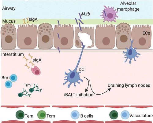 Figure 1. Respiratory mucosal responses following M.tb infection or mucosal vaccination. DC = dendritic cells, EC = epithelial cells, sIgA = secreroty IgA, Brm = resident memory B cells, Trm = resident memory T cells, M.tb= Mycobacterium tuberculosis, iBALT = inducible bronchus-associated lymphoid tissue. Created with Biorender.com.