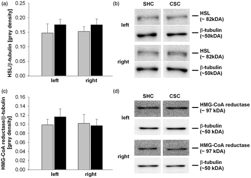 Figure 4. Effects of chronic subordinate colony housing (CSC) on adrenal hormone-sensitive lipase (HSL) and 3-hydroxy-3-methylglutaryl coenzyme A (HMG-CoA) reductase protein expression. Following decapitation on day 20, the left and right adrenal glands of single-housed control (SHC; n = 8) and CSC (n = 8) mice were collected on day 20. Protein was extracted for determination of HSL (a/b) and HMG-CoA reductase (c/d) protein expression [grey density] normalized to the loading control β-tubulin. Display full size SHC; Display full size CSC. Data are mean + SEM (two-way ANOVA, factor CSC and factor body side). Representative images of bands detected for HSL (∼82 kDA; b) and HMG-CoA reductase (∼97 kDA; d) and respective loading control ß-tubulin (∼50 kDA; b/d) are shown.