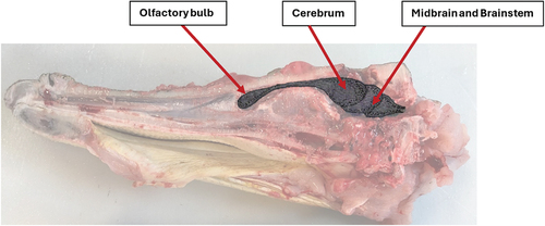 Figure 7. (b) Diagram of brain position showing the olfactory bulb, cerebrum, midbrain and brainstem.