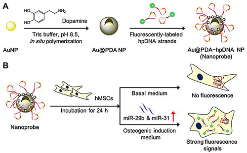 Figure 34 Schematic representation of the preparation of Au@PDA NPs nanoprobe and its application of real-time detecting the osteogenic differentiation in living hMSCs by intracellular detection of miRNAs. (A) Preparation of the Polydopamine-Coated Gold Nanoparticles (Au@PDA NPs) and Hairpin-DNA-Based (hpDNA) Nanoprobes. (B) Intracellular Detection of miRNAs in Living Human Mesenchymal Stem Cells.