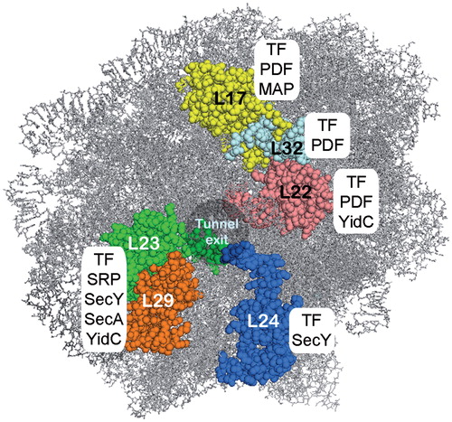 Figure 3. The ribosomal tunnel exit as a binding platform for targeting factors, chaperones, nascent chain processing enzymes and the translocon. L23, L24 and L29 constitute a universal ribosomal adaptor site. Data are collected from: TF and peptidyl formylase (PDF): (Kramer et al., Citation2002; Bingel-Erlenmeyer et al., Citation2008); SecY: (Frauenfeld et al., Citation2011); SecA: (Huber et al., Citation2011); SRP: (Gu et al., Citation2003; Halic et al., Citation2006; Schaffitzel et al., Citation2006); methionine amino peptidase (MAP): (Sandikci et al., Citation2013); YidC: (Köhler et al., Citation2009; Seitl et al., Citation2013; Welte et al., Citation2012). This Figure is reproduced in color in the online version of Molecular Membrane Biology.
