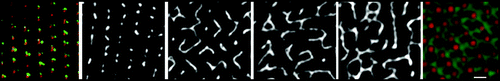 Figure 8 Mode of reassembly of the infraciliary lattice. Upon release of the silencing conditions, filaments arise from the residual dots flanking the basal body. The four images in black end white show, from left to right, the progress of reassembly over 1–3 divisions; and the network does not recover its normal pattern (rightmost image) until 10–15 divisions. Bar: 2 mm.
