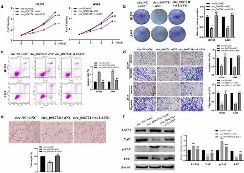 Figure 6. Effect of LATS1 downregulation on the progression of lung adenocarcinoma cells affected by circ_0067741.