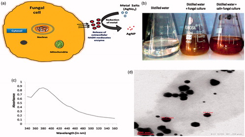 Figure 1. (a) Schematic representation of reduction of metal ions by fungal secretary proteins (b) Nanoparticles formation on the basis of colour change due to surface plasmon resonance (c) UV–visible spectrophotometry of AgNPs and (d) Transmission electron microscopic analysis of AgNPs.