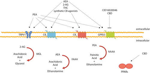 Figure 1. A schematic overview of cannabinoid receptors, cannabinoid-responsive non-cannabinoid receptors, their ligands and degrading enzymes of the endocannabinoid system as described in murine IBD. 2-AG, 2-arachidonoylglycerol; AEA, anandamide; CB, cannabinoid receptor; CBD, cannabidiol; FAAH, fatty acid amide hydrolase; GPR55, G protein-coupled receptor 55; NAAA, N-acylethanolamine-hydrolyzing acid amidase; PEA, palmitoylethanolamide; PPARs, peroxisome proliferator-activated nuclear receptors; THC, Δ9-tetrahydrocannabinol; TRPV1, transient receptor potential of vanilloid-type 1.