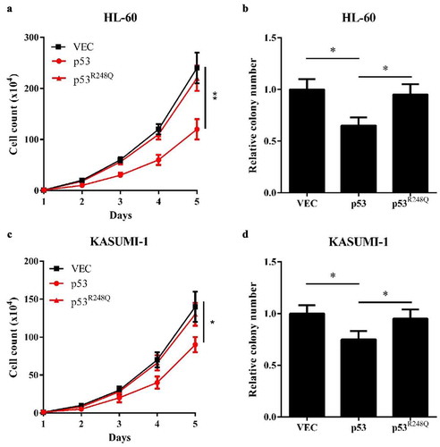 Figure 5. AML-derived, WT1-binding-defective p53R248Q fails to inhibit AML cell proliferation. (a) and (b) Cell proliferation (a) and colony formation (b) of HL-60 cells overexpressing wild-type p53 or p53 (R248Q) were determined by cell counting and colony-forming assay, respectively; (c) and (d) Cell proliferation (c) and colony formation (d) of KASUMI-1 cells overexpressing wild-type p53 or p53 (R248Q) were determined by cell counting and colony-forming assay, respectively. Shown are average values of triplicated results with SD; *p < 0.05; **p < 0.01; ***p < 0.001 for the indicated comparison