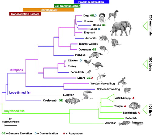 Figure 2. Vertebrate genome sequencing projects shed light on genome evolution, domestication, and adaptation. Many of the first vertebrate whole-genome projects represented model species (e.g. mouse and rat), but over time, additional resources representing natural model species have been added. Highlighted in this tree are some of the studies that have been undertaken, within and across lineages, to study the processes of natural adaptation (marked A; for example, stickleback adaptation to extreme aquatic environments), domestication (marked D; for example, genetic signatures separating domestic dogs and wolves), and genome evolution (marked GE; for example, exaptation changes in a regulatory sequence function between human and monodelphis). As well as indicating the genetic distances between representative vertebrate species, this tree also illustrates the time periods when novel regulatory innovations arose. In particular, regulatory elements near transcription factors (red box) and developmental genes (yellow box) evolved quickly in early vertebrate history, followed by cell communication (green box) and protein modification (blue box) in the more recent past. As whole-genome sequencing becomes substantially cheaper and more accessible, the expansion of reference genomes within each clade is set to increase, with the publication of 200 mammals, 300 birds, and more than 100 fish expected by the close of 2020. Image adapted with permission from Meadows & Lindblad-Toh, Nature Review Genetics (Citation63).