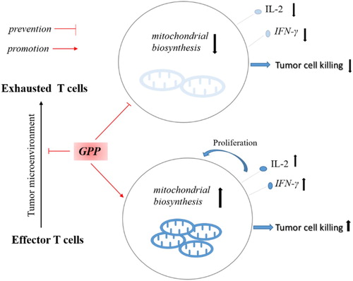 Figure 7. The mechanism that GPP prevents H22 tumour growth by enhancing immunity. In the tumour microenvironment, effector T cells became exhaustion, which dues to the metabolic alterations and bioenergetic insufficiencies. GPP improved the mitochondrial biosynthesis of T cells, promoted the secretion of IL-2 and IFN-γ, which contributed to enhance the tumour cell killing activity.