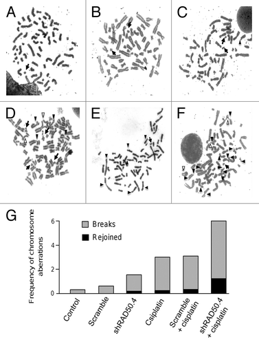 Figure 7. RAD50 suppression increases the number of chromosomal aberrations. Chromosomes observed in (A) non-treated cells, (B) transfected with scramble sequence, (C) treated with cisplatin (25.8 μM), (D) transfected with shRad50.4, (E) treated with scramble plus cisplatin, and (F) treated with shRad50.4 and cisplatin. Black arrowheads show chromatid breaks, arrows show chromosome fragments and white arrowheads show chromosomes aberrations and exchange radial figures. (G) The chart shows the frequency of chromosomal aberrations average from three assays induced by different treatments. The black bars show the rejoined chromosome aberrations such as radial figures and dicentrics, while gray bars indicate chromosome and chromatid breaks.