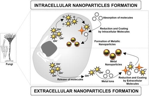 Figure 2 Schematic representation of intracellular and extracellular nanoparticle formation by fungi.