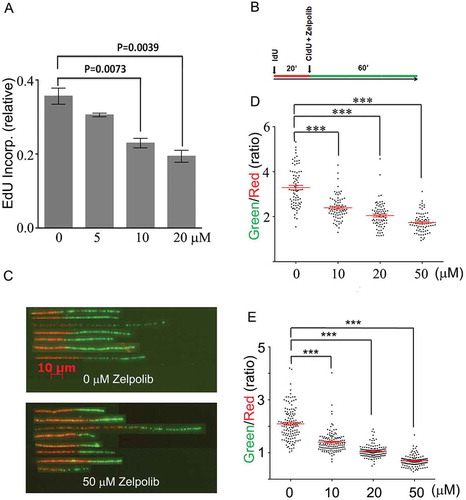 Figure 5. Zelpolib inhibits cellular DNA replication. A, EdU incorporation by whole cell population is inhibited by Zelpolib. Exponentially growing HCC1395 (TNBC) cells were treated with Zelpolib for 2 hours prior to pulse labeling with EdU for 30 minutes. Amount of EdU quantified with “click” chemistry and measured by laser scanning cytometry (LSC). Error bar shows mean value with SEM (triplicates) and P values were calculated using unpaired Student’s t-test. B, treatment scheme of DNA fiber fluorography assay. C, DNA fiber-length comparison between untreated and treated with 50 μM Zelpolib (HCC1395 cells, see Figure S4 for original images). D, quantification of DNA fiber length for BxPC-3 cells. E, quantification of DNA fiber length for HCC1395 cells. 75 fibers were analyzed per sample. Scattered dot plot shows ratio of green/red fiber lengths (ratios) with SEM. P values were calculated using unpaired T test. *** indicates p < 0.0001.