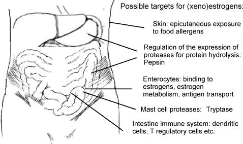 FIG. 1  Overview of possible (xeno)estrogen targets in relation to food allergy at the organ level.